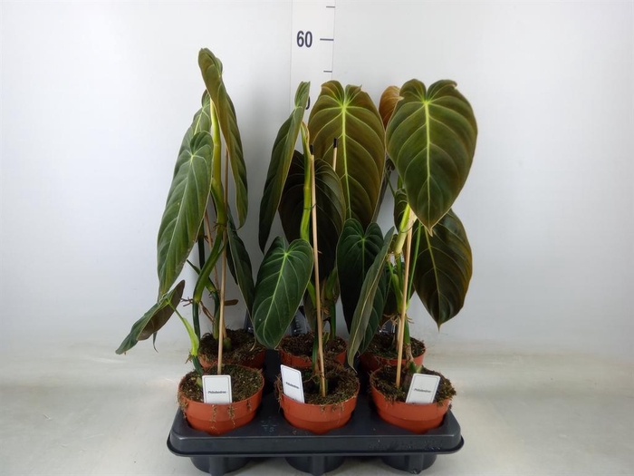 <h4>Philodendron melanochrysum</h4>