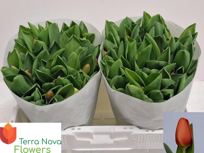 <h4>TU EN ORANGE SHERPA</h4>