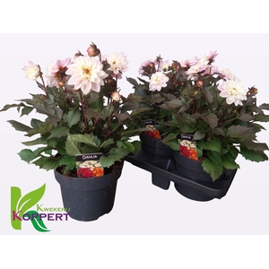 DAHL GARDEN WHITE