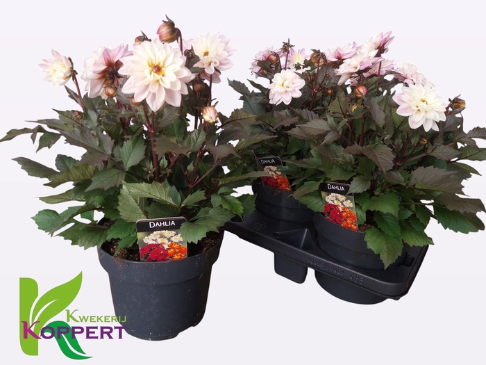 <h4>DAHL GARDEN WHITE</h4>