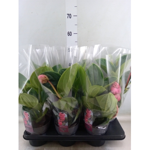 Medinilla magnifica 'Lambada'