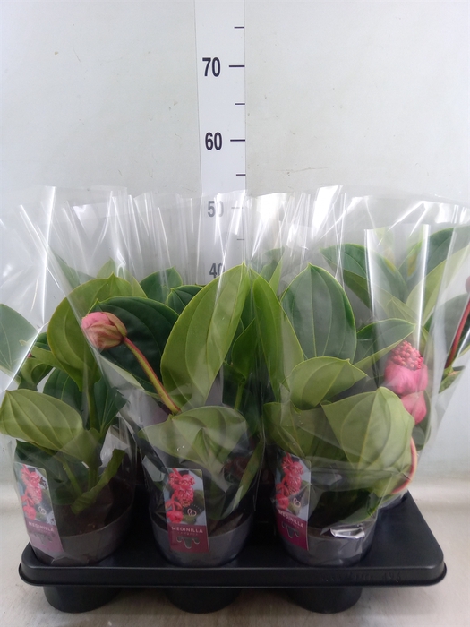<h4>Medinilla magnifica 'Lambada'</h4>