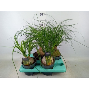 Beaucarnea recurvata