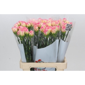 Dianthus St Poirot F.G.