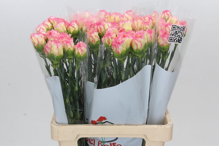 <h4>Dianthus St Poirot F.G.</h4>