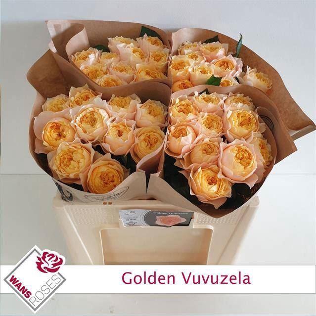<h4>ROSA GR 'GOLDEN VUVUZELA'</h4>