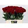 Dahlia Red Fox