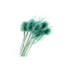 Chardon Mint