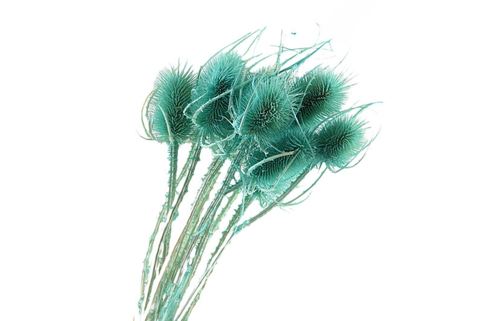 Chardon Mint