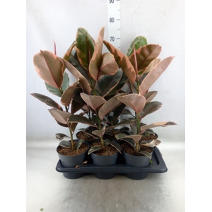 Ficus elastica 'Belize'