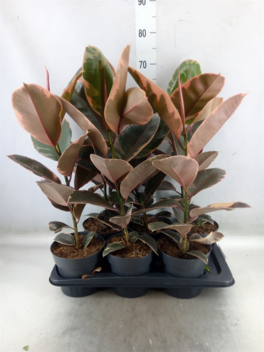 <h4>Ficus elastica 'Belize'</h4>