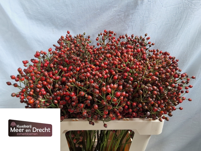 <h4>ROSA MAG RED CASCADE</h4>