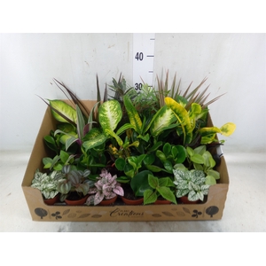 Planten Groen   ...mix 24