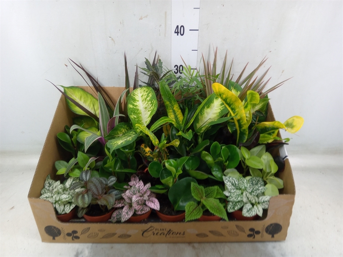 <h4>Planten Groen   ...mix 24</h4>