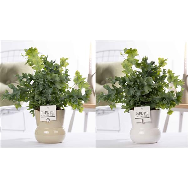 <h4>Phlebodium Davana in P&PURE Plant Vase Maxima ass.2</h4>