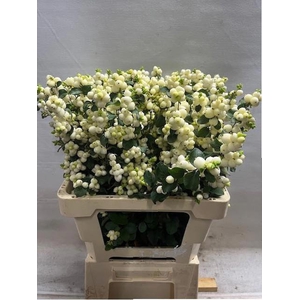 SYMPHO MAG LEMO LIME