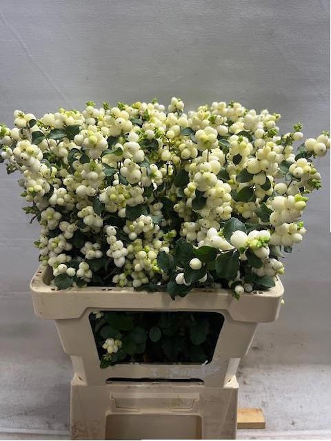 <h4>SYMPHO MAG LEMO LIME</h4>