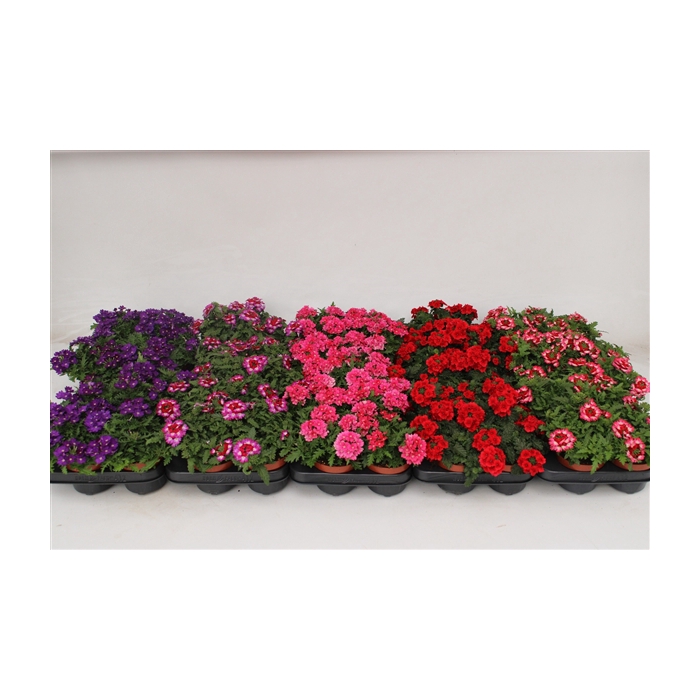 <h4>Verbena Mix Layer</h4>