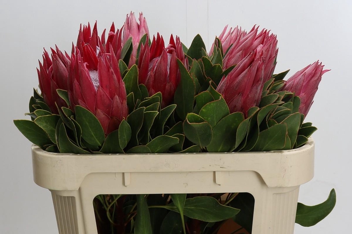 <h4>Protea Cynaroides Madiba</h4>