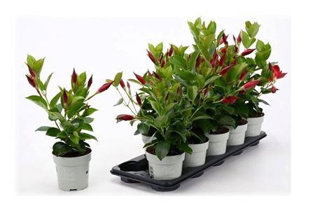 <h4>Mande Rio Petite Red</h4>