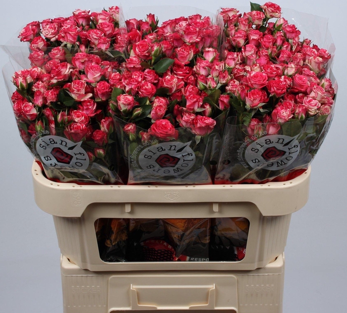 <h4>R TR FIREWORKS</h4>