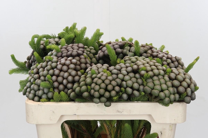 <h4>Cape Green Albiflora</h4>