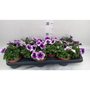 Petunia  'Famous Lavender'
