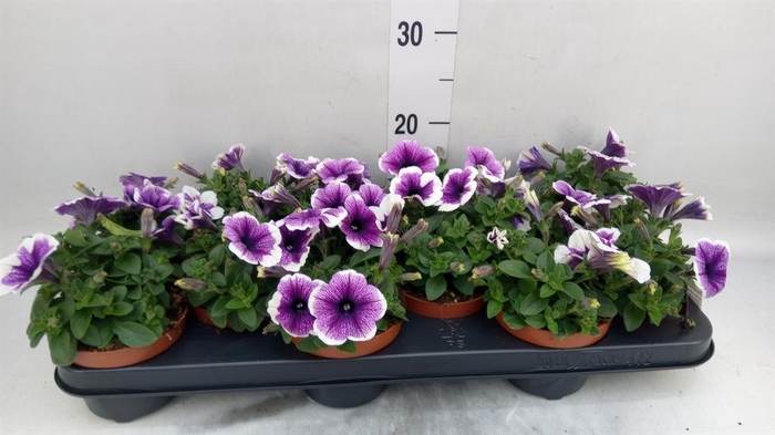 <h4>Petunia 'Famous Lavender'</h4>