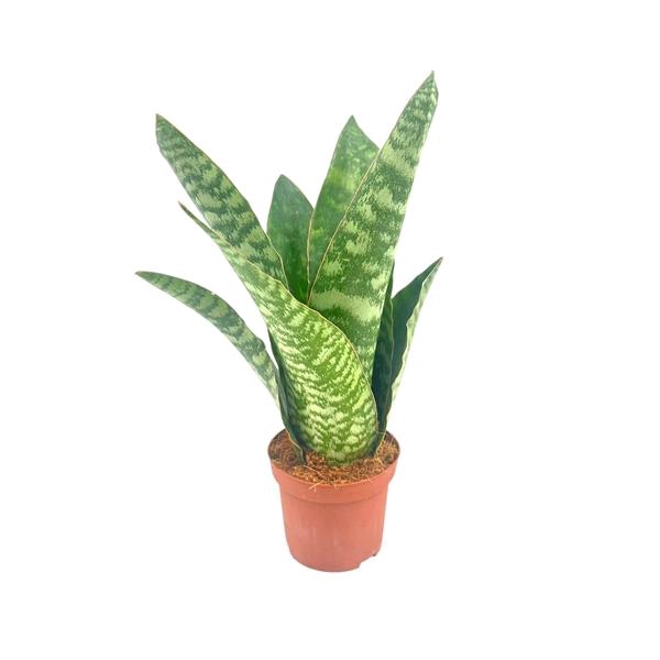 <h4>Sansevieria Aubrytiana 9 cm</h4>