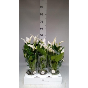 Anthurium  'Banderola Cava'