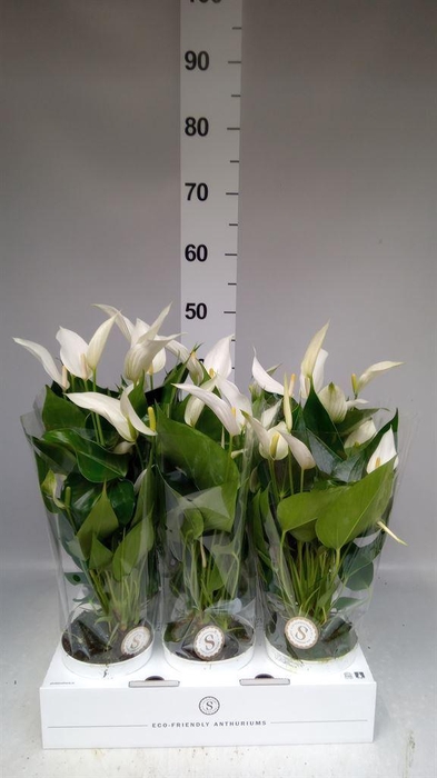 <h4>Anthurium  'Banderola Cava'</h4>