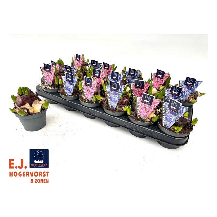 <h4>Hyacin Mult Gem 2 Kl</h4>