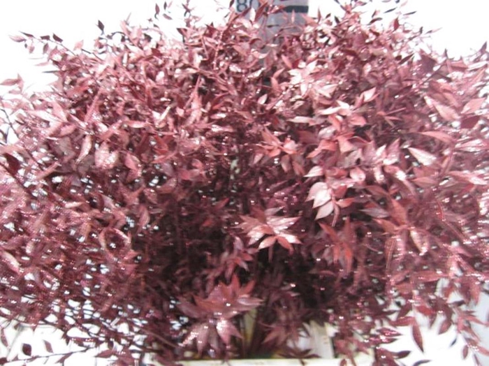 <h4>Ruscus Prik Bordeaux Glitter</h4>