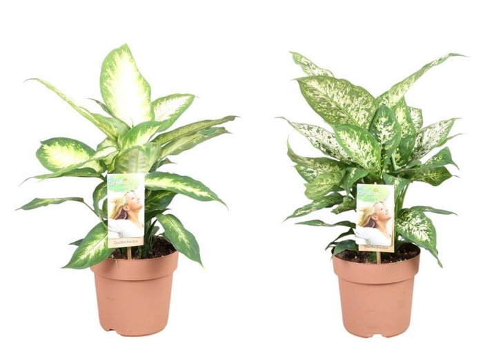 <h4>Dieffenbachia mix 2 soorten</h4>