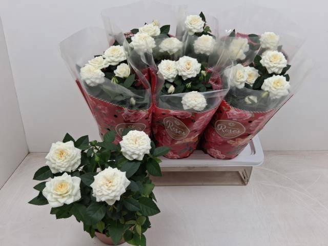 <h4>RO FAV RO WHITE</h4>