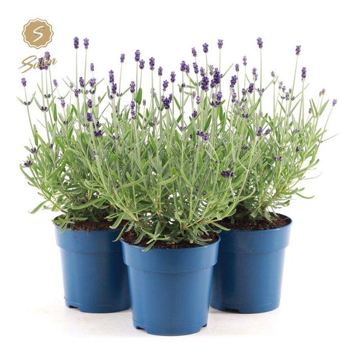 <h4>Lavandula ang. 'Felice Silver'® P12</h4>