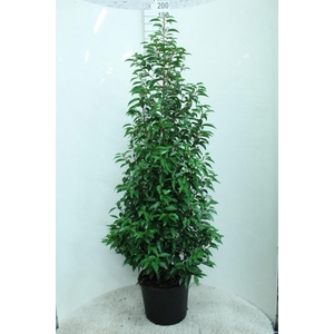 Prunus lusitanica 'Angustifolia' 175/200 P33 potgedrukt