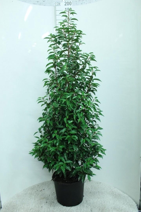 <h4>Prunus lusitanica 'Angustifolia' 175/200 P33 potgedrukt</h4>