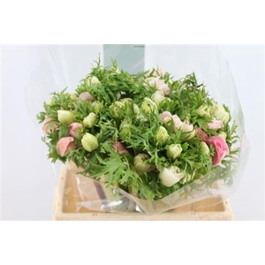 Anemoon Mistral Extra Light Pink