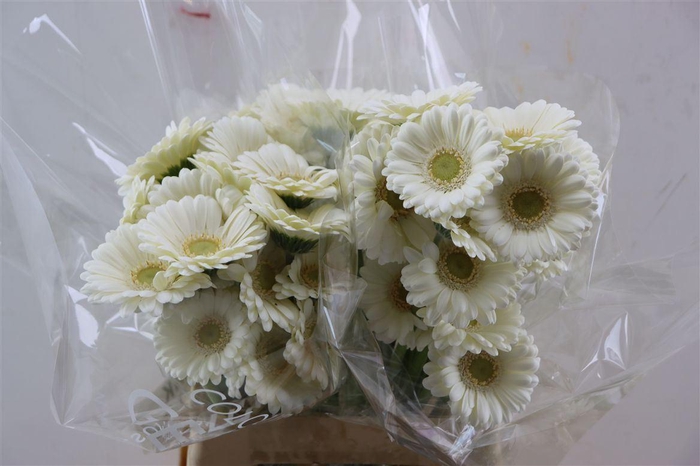 <h4>Ge Mi Albino Xxl</h4>