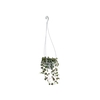 CEROPEGIA WOODII C13 PENDENTE (CORACAO EMARANHADO)