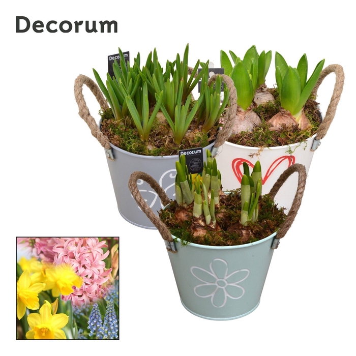 <h4>Bollenmix Bucket Maxi HL10643B</h4>