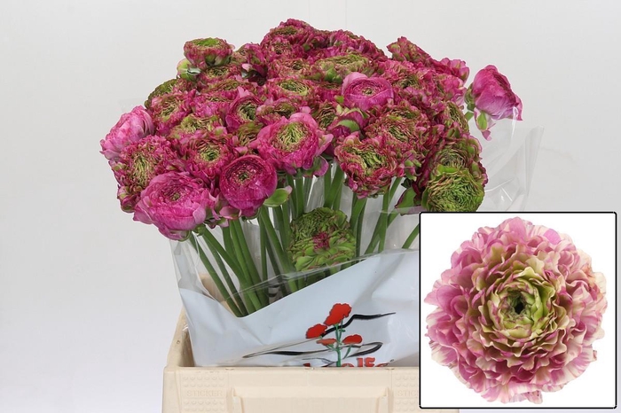 <h4>RANUNCULUS OV</h4>