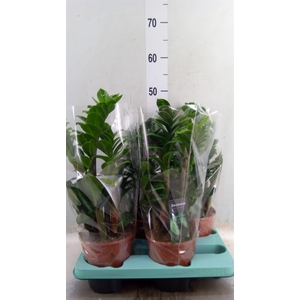 Zamioculcas zamiifolia 'Zenzi'