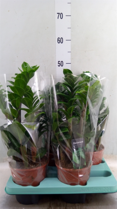 <h4>Zamioculcas zamiifolia 'Zenzi'</h4>