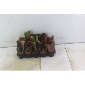 CACTUS MINI P06