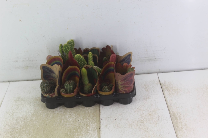 <h4>CACTUS MINI P06</h4>