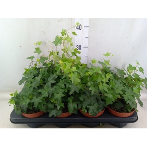 Hedera helix 'Pittsburgh'