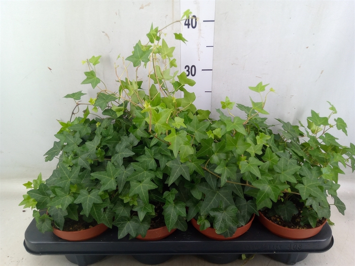 <h4>Hedera helix 'Pittsburgh'</h4>