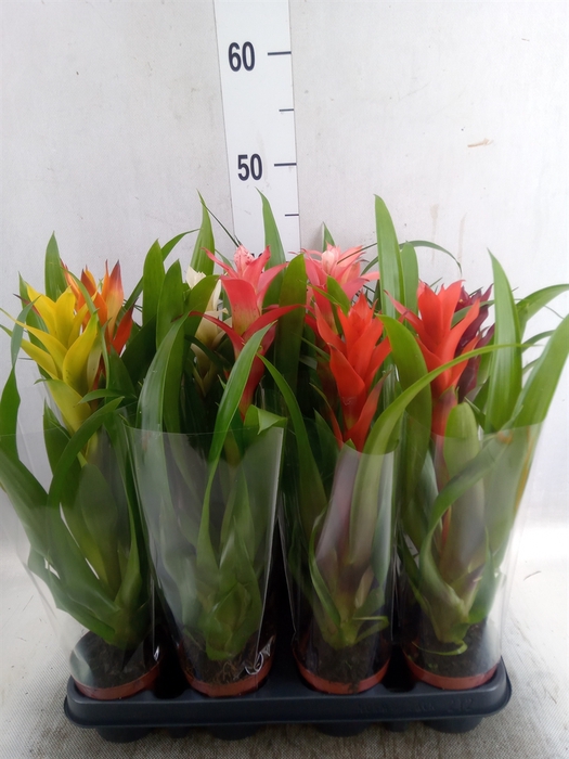 <h4>Bromelia   ...mix</h4>